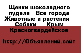 Щенки шоколадного пуделя - Все города Животные и растения » Собаки   . Крым,Красногвардейское